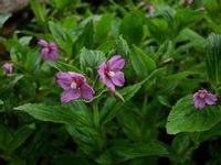 plants of Epilobium kermodei Raven with light purple flowers grow in field