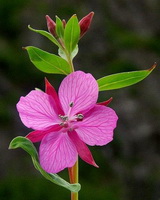 pink flower and green leaves of Epilobium latifolium grow on red stem