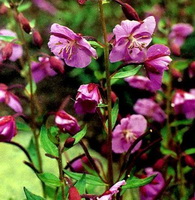 flowering plants of Epilobium latifolium with pink flowers grow in a cluster