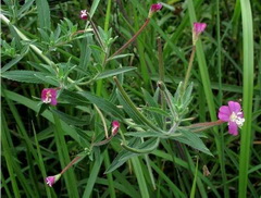 flowering plants of Epilobium minutiflorum Hausskn