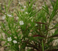 flowering plants of Epilobium palustre with small white flowers and green leaves grow in field
