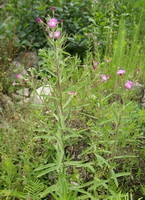 flowering plants of Epilobium parviflorum Schreber with pink flowers grow in field:flowering plant