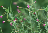 flowering plants of Epilobium parviflorum Schreber with small pink flowers grow in field