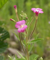 flowering plant of Epilobium parviflorum Schreber with several small pink flowers grow in field