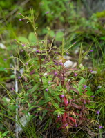 flowering plants of Epilobium royleanum Hausskn:short-stalk willow herb