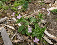 flowering plants of Epilobium sikkimense Hausskn with pink flowers grow in field
