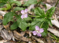a flowering plant of Epilobium sikkimense Hausskn:brown-scales willow herb