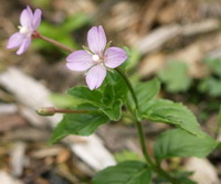 a flowering plant of brown-scales willow herb with two pink flowers grow in mountain field