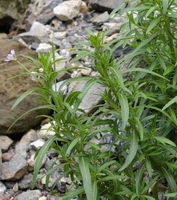 flowering plants of Epilobium sinense Lévl.