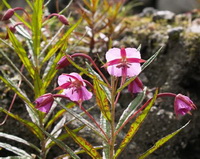 flowering plants of Epilobium speciosum Decne with small pink flowers and thin green leaves grow in sunny field