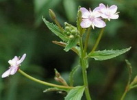 flowering plant of Epilobium wallichianum Hausskn with whitish flowers and green leaves grow in field