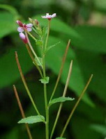 plants of Epilobium wallichianum Hausskn with small pinkish flowers and buds grow in field