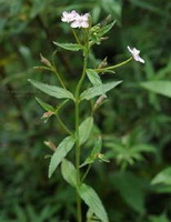 flowering plant of Epilobium wallichianum Hausskn with small white flowers grow in field