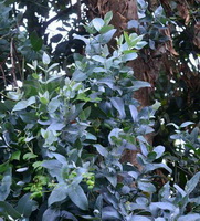 tree of Eucalyptus globulus Labill with many dark green leaves grow in field