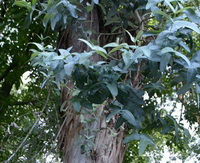 growing tree Eucalyptus globulus Labill with many green leaves