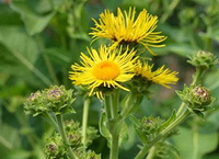 flowering plant of Inula helenium with several yellow flowers grow in field