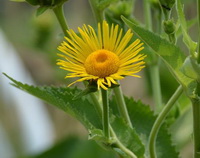 a flowering plant of Inula helenium with a yellow flower grows in field