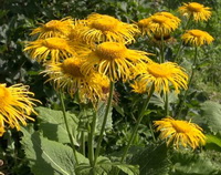 plants of Inula helenium with many yellow flowers grow in sunny field