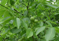 tree of Juglans regia with green leaves and fruits grow in field