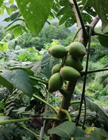 fruiting tree of Juglans regia with green fruits and leaves grow in sunny field