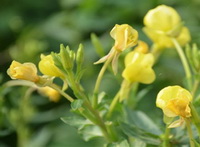 flowering plants of Oenothera biennis with yellow flowers grow in sunny field