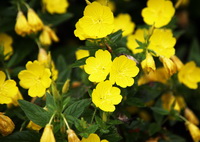 flowering plants of Oenothera biennis with yellow flowers grow in field
