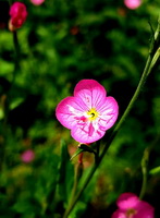 flowering plant of Oenothera biennis with pink flower and buds grow in field