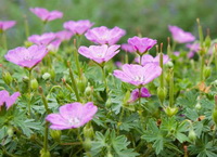 flowering plants of Oenothera biennis with many light pink flowers and green leaves grow in sunny field