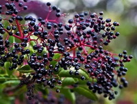 fruiting branch of Sambucus canadensis with many small purple black mature berries growing on branch