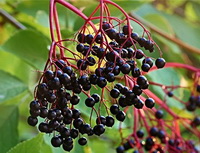 dark purple berries of Sambucus canadensis grow on branch