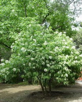 a flowering tree of Sambucuc nigra with many white flowers and green leaves grow in field