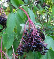 fruiting tree of Sambucuc nigra with dark purple berries growing on branch