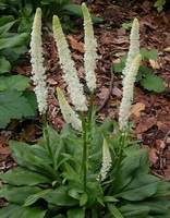 flowering plant of Chamaelirium luteum L with several white flower spikes and thin green leaves grow in woods