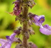 pink flowers of Coleus forskohlii grow on flower spikes