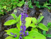 flowering plant of Coleus forskohlii with purple flower spike and green leaves grow in field