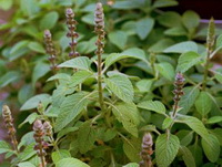 flowering plants of Coleus forskohlii with flower spikes and green leaves grow in field