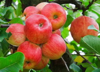 red apples grow on branches:apple is a natural source of malic acid