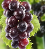 a cluster of purple grapes:grape is a natural source of tartaric acid