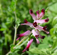 purple flower spike of Fumaria officinalis