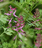flowering plant of Fumaria officinalis with three purple flower spikes grow in field,and green leaves