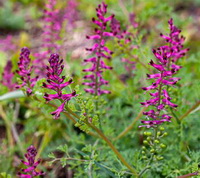 flowering plants of Fumaria officinalis with purple flowers grow in sunny field