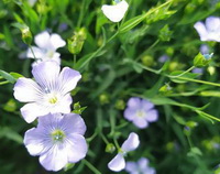 flowering plant of Linum usitatissimum with white flowers grow in field