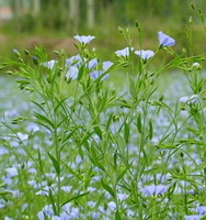 flowering plants of Linum usitatissimum with lilac flowers grow in grass field