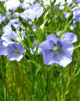 flowering plants of Linum usitatissimum with lilac flowers grow in grass field