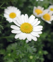 white flowers of Tanacetum parthenium