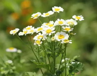 flowering plants of Tanacetum parthenium with many small white flowers and green leaves grow in sunny field