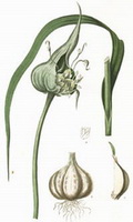 a colorful drawing of Allium sativum,bulbs,green stem and leaves
