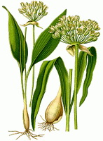 a colorful drawing of Allium sativum,bulb,green stem and leaves,flower spikes