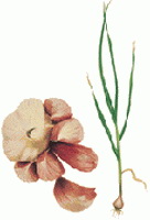 a colorful drawing of Allium sativum,garlic bulbs,green seedlings