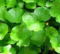 small shrubs of Centella asiatica with green leaves grow in sunny field